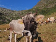 11 Al Piano dell'acqua nera con mucche al pascolo 